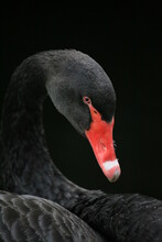 Close-up Of Black Swan