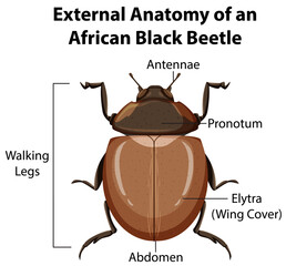 Wall Mural - External Anatomy of an African Black Beetle on white background