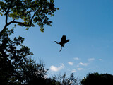 Fototapeta Na sufit - Heron approaching landing