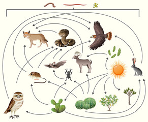 Canvas Print - Food chain describes who eats whom in the wild on white background