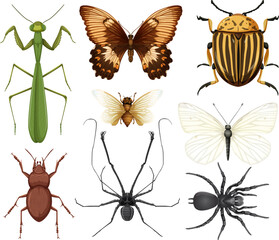 Canvas Print - Different insects collection isolated on white background