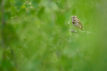 Song Sparrow In Dense Green Foliage
