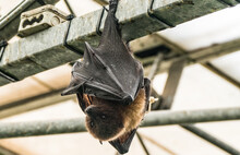Low Angle View Of Bat Hanging Upside Down