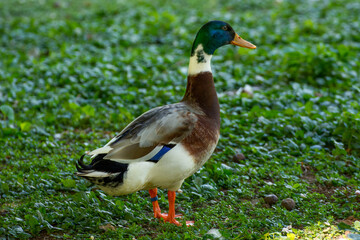 Canvas Print - Bird in a park 33