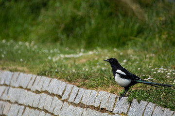 Wall Mural - Bird in a park 40