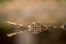 Close Up Of A Sinyulong Crocodile Or Buaya Sapit.
