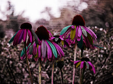 Close-up Of Coneflowers Blooming Outdoors