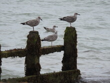Seagulls On Breakwater Poles And Water
