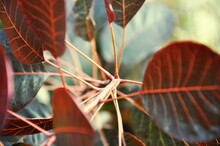 Close-up Of Red Leaves