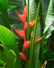 Tropical Red And Yellow Bromeliad Flower Growing In The Rainforest