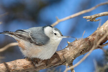 Close Up Of A White-breasted Nuthatch Perched On A Tree Branch