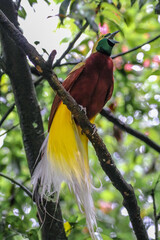 Wall Mural - the bird of paradise perched on branches