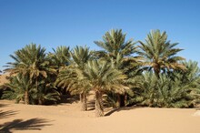 Palm Trees On Desert Against Clear Blue Sky