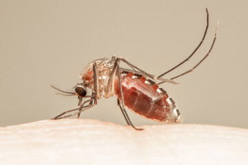 close up of mosquito