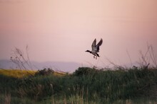 Bird Flying Over Field Against Sky During Sunset