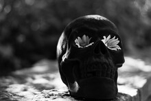 Flowers In Skull On Stone