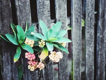 Close-up Of Flowering Plant By Fence