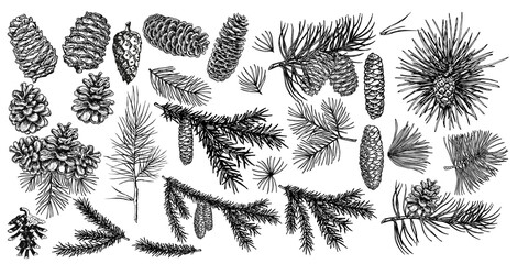 spruce branches, pine, cones sketch set. brushes, wreath, line borders. christmas tree decor element