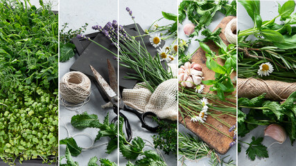 Wall Mural - Collage of Fresh green garden herbs.