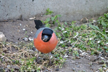 A Male Bullfinch With Orange Belly, Black Head And Grey And Black Wings Sitting On Ground And Eating Sunflower Seeds