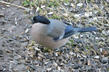 A Female Bullfinch Sitting On Ground And Eating Sunflower Seeds