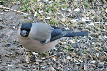 Wall Mural - A female bullfinch sitting on ground and eating sunflower seeds