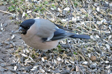 A Female Bullfinch Sitting On Ground And Eating Sunflower Seeds