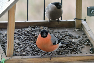 Wall Mural - A male and female bullfinch sitting inside a wooden bird feeder and eating sunflower seeds