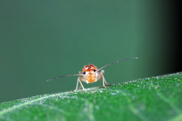 psocoptera crawl on green plants