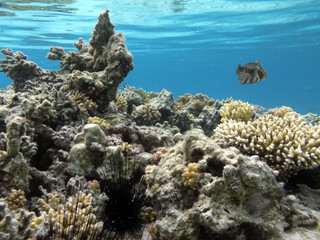 Wall Mural - Underwater coral reef background. Red Sea