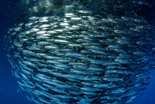Sardine School Of Fish Underwater