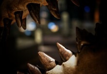 Close-up Of Theeh Of A Dinosaur