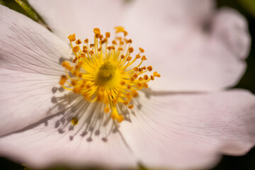 Wall Mural - Blooming flowers