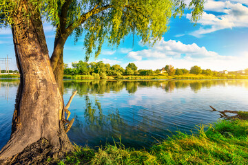 Wall Mural - pond and forest