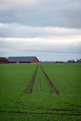 Wall Mural - Green crop field with leading lines and barn in Skåne in southern Sweden