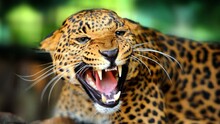 Close-up Of An Aggressive Jaguar