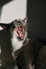 Cat Yawning Looks Like Shouting.