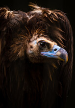 Cinereous Vulture Portrait