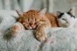 © Laura Stolfi/Stocksy - One sleeping cat with an awaken cat laying close to him and looking straight at the camera
