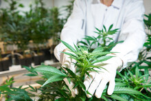 Medicinal Cannabis Plants