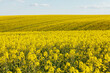 © Ilya/Stocksy - Canola (rapeseed) field
