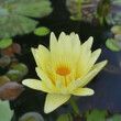 A beautiful yellow waterlily or lotus flower in pond.