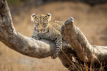 Baby Leopard Lying On A Dead Tree Branch In Kruger Park In South Africa