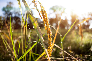 Aufkleber - close up rice warm tone