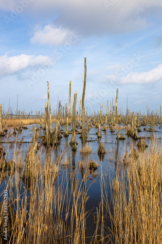 Dead forest near Usedom © rphfoto