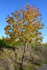 Sticker - Herbstbaum in der Eifel