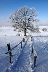 Wall Mural - single big old deciduous tree in meadow at cold winter day