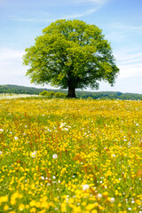 single big old deciduos tree in meadow