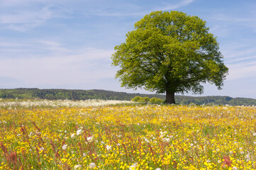 Poster - single big old deciduos tree in meadow at springtime