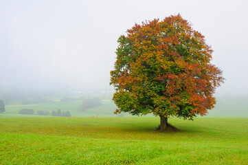 Poster - single big old deciduous tree in meadow at autumn
